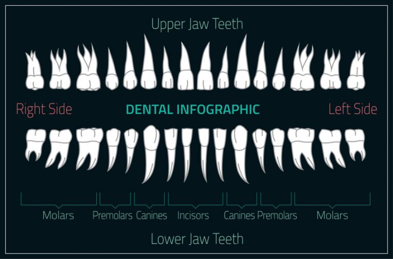 learn-about-the-different-types-of-teeth